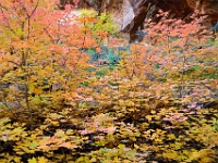 Fall Colors along the West Fork Trail  Fall Colors along the West Fork Trail : az oak creek fall autumn foliage west fork