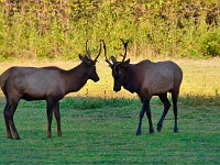 Elk in the Cataloochee Valley  Elk in the Cataloochee Valley : smokey mountains animals elk