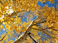 DSC 1774  Fall Aspens (AZ) : autumn fall az hart prarie aspen