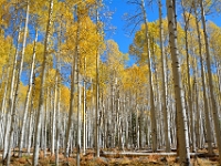 Fall Aspens  Fall Aspens : autumn fall az hart prarie aspen