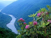 Grandview State Park  Grandview State Park : wv grandview flower