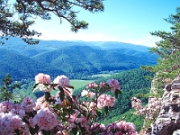 Seneca Rocks Overlook  Seneca Rocks Overlook : wv seneca rocks