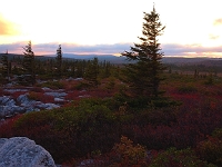 Dolly Sods Sunset  Dolly Sods Sunset : wv dolly sods sunset