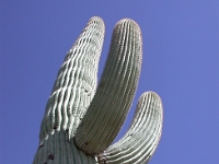 1200  Saguaro Cactus