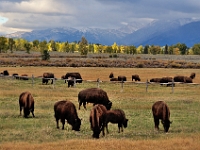 Grazing Buffalo, Grand Teton NP  Grazing Buffalo, Grand Teton NP : animals buffalo grand teton national park